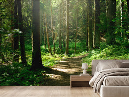 photo-wallpaper-summer-sunny-forest