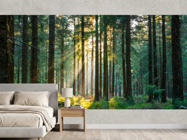 photo-wallpaper-silent-forest-in-spring-with-beautiful-bright-sun-rays-2