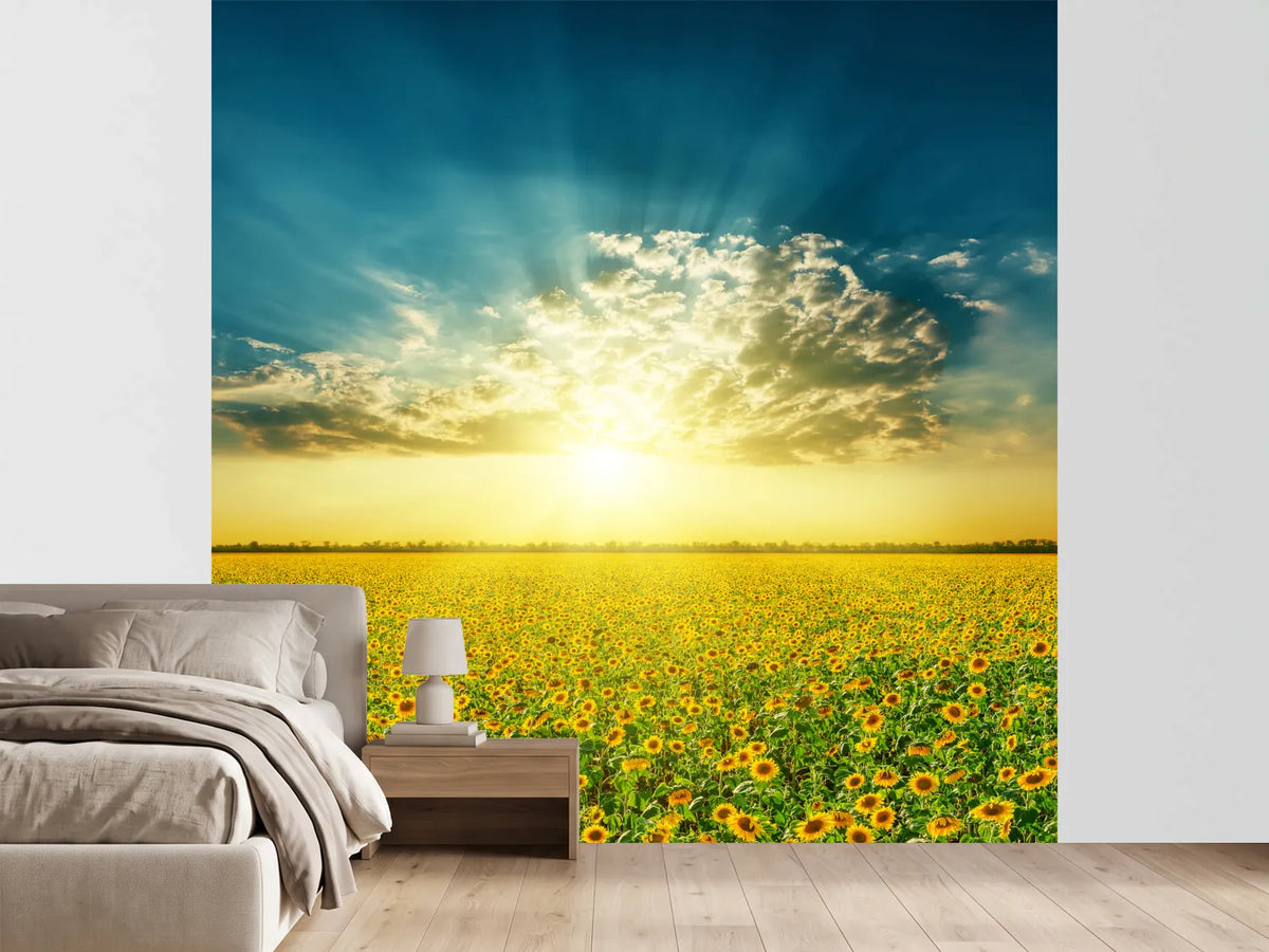 photo-wallpaper-sunflowers-in-the-evening-sun