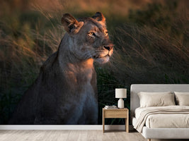 photo-wallpaper-lioness-at-first-day-ligth-x