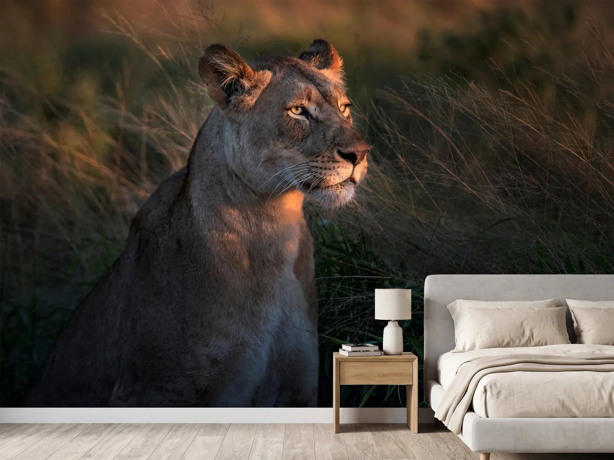 photo-wallpaper-lioness-at-first-day-ligth-x