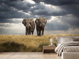 photo-wallpaper-african-elephants-dramatic-sky