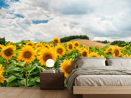 photo-wallpaper-landscape-with-sunflowers