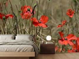 photo-wallpaper-the-poppy-in-nature