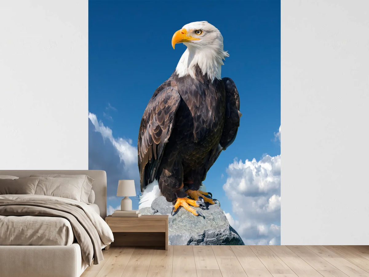 photo-wallpaper-bald-eagle-haliaeetus-leucocephalus-portrait