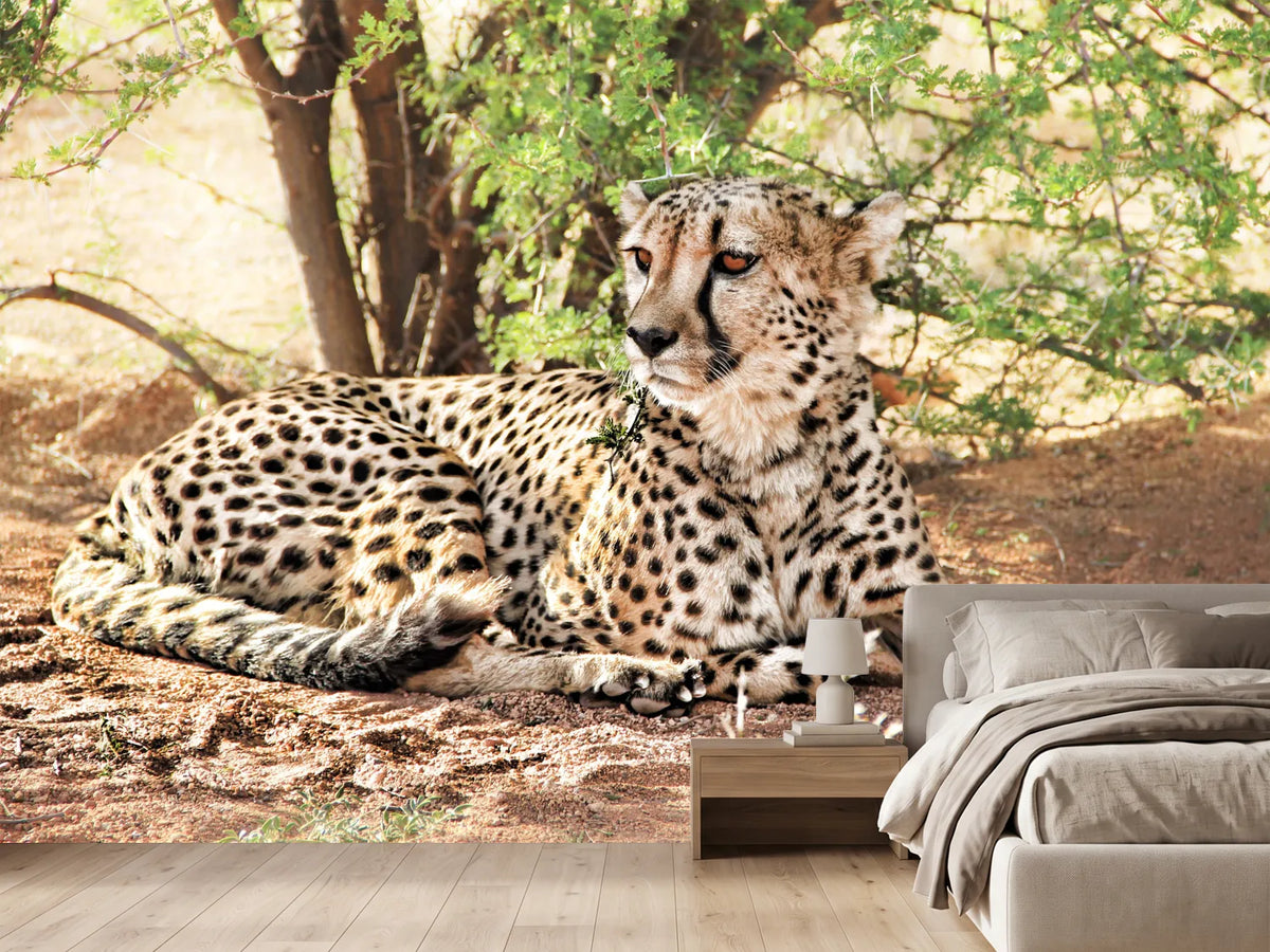 photo-wallpaper-sun-cheetah