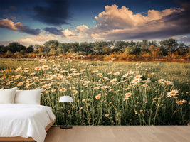 photo-wallpaper-the-ox-on-the-river