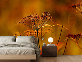 photo-wallpaper-seeds