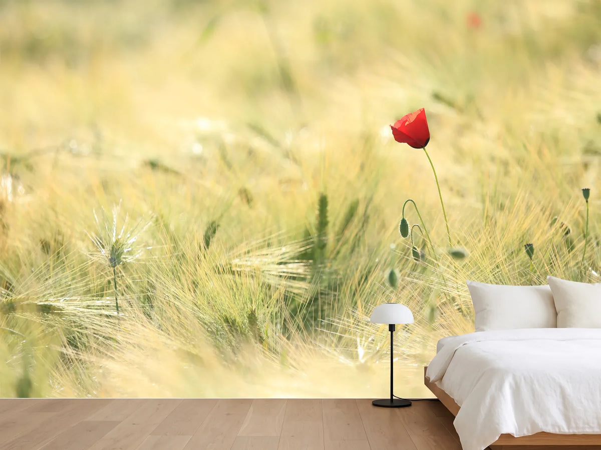 photo-wallpaper-a-poppy