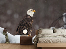 photo-wallpaper-proud-but-cold-x