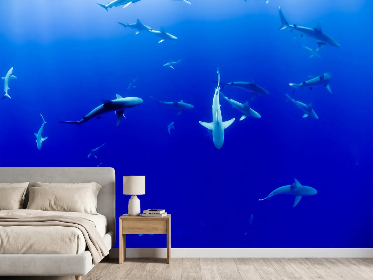photo-wallpaper-in-the-shark-tank