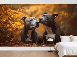 photo-wallpaper-two-dogs-among-golden-autumn-leaves-in-warm-light