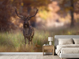 photo-wallpaper-posing