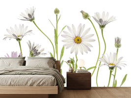photo-wallpaper-cape-daisies-xuv