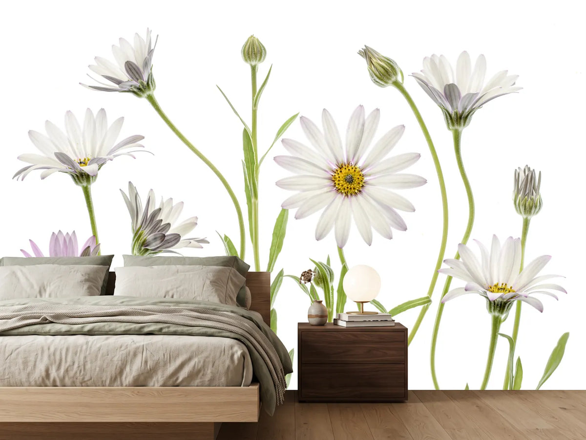 photo-wallpaper-cape-daisies-xuv