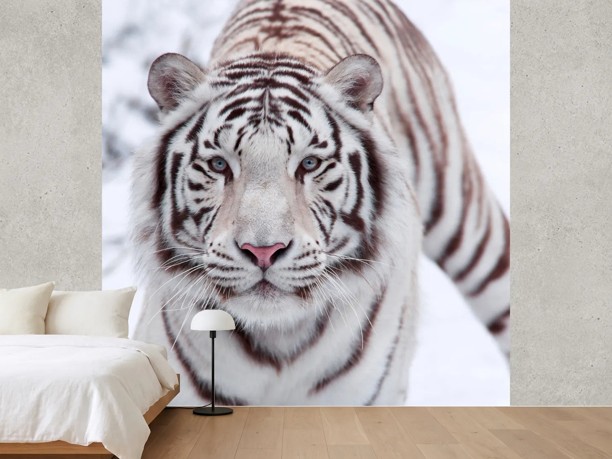photo-wallpaper-the-king-tiger