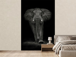 photo-wallpaper-ngorongoro-bull-x