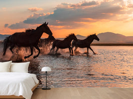 photo-wallpaper-water-horses-x