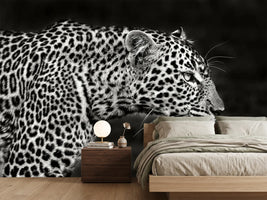 photo-wallpaper-leopard-close-up-x
