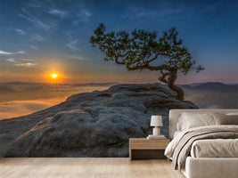 photo-wallpaper-old-pine-x