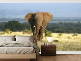 photo-wallpaper-a-huge-elephant-bull-approaches-in-golden-light