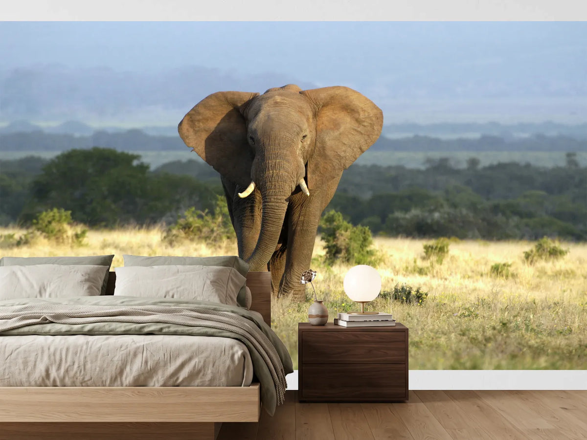 photo-wallpaper-a-huge-elephant-bull-approaches-in-golden-light