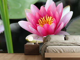 photo-wallpaper-the-water-lily-in-pink