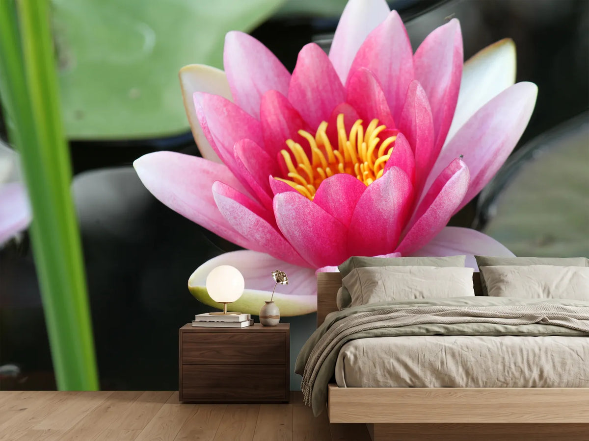 photo-wallpaper-the-water-lily-in-pink