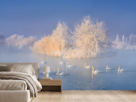 photo-wallpaper-swan-lake-xge