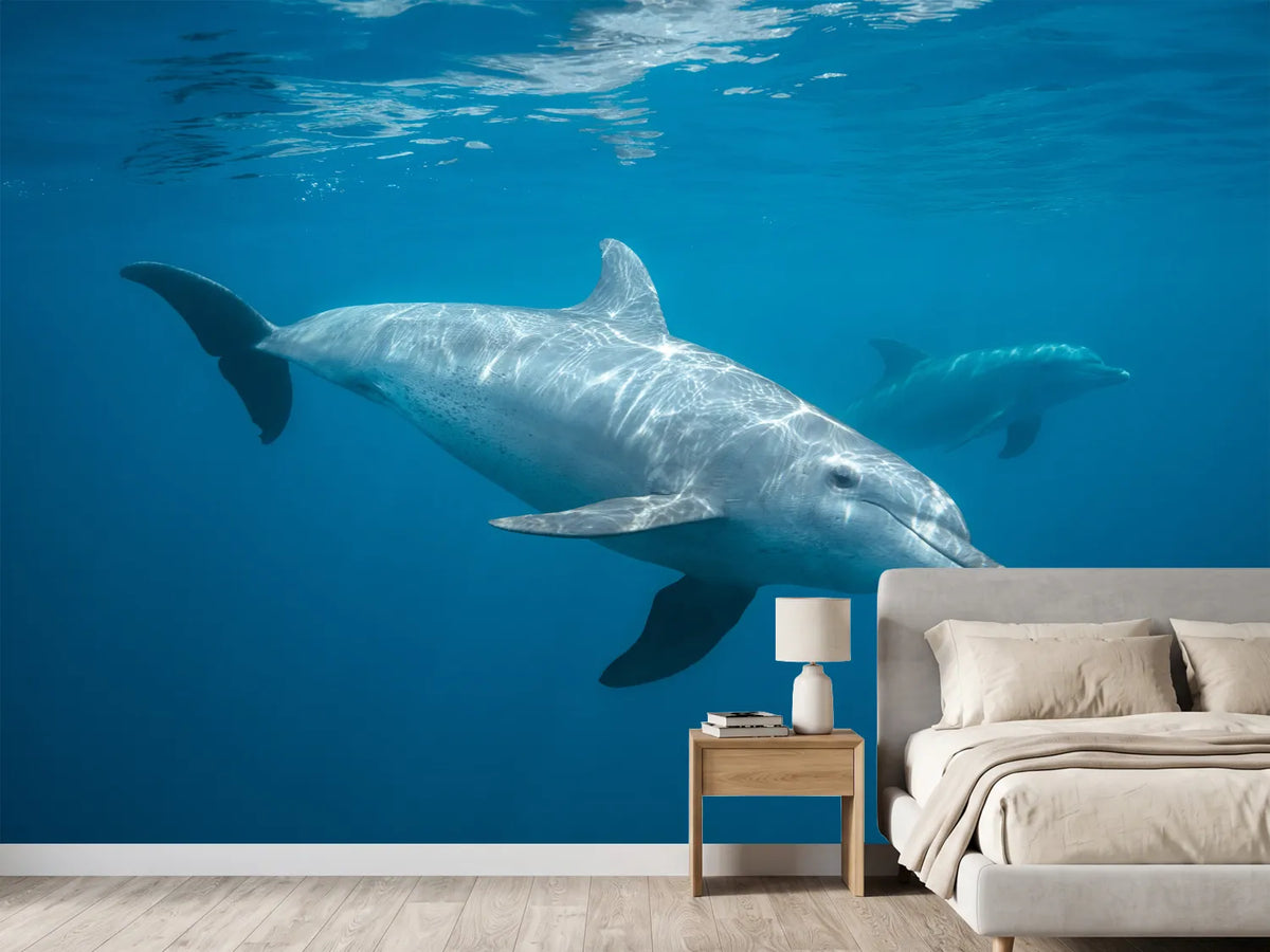 photo-wallpaper-curious-dolphin