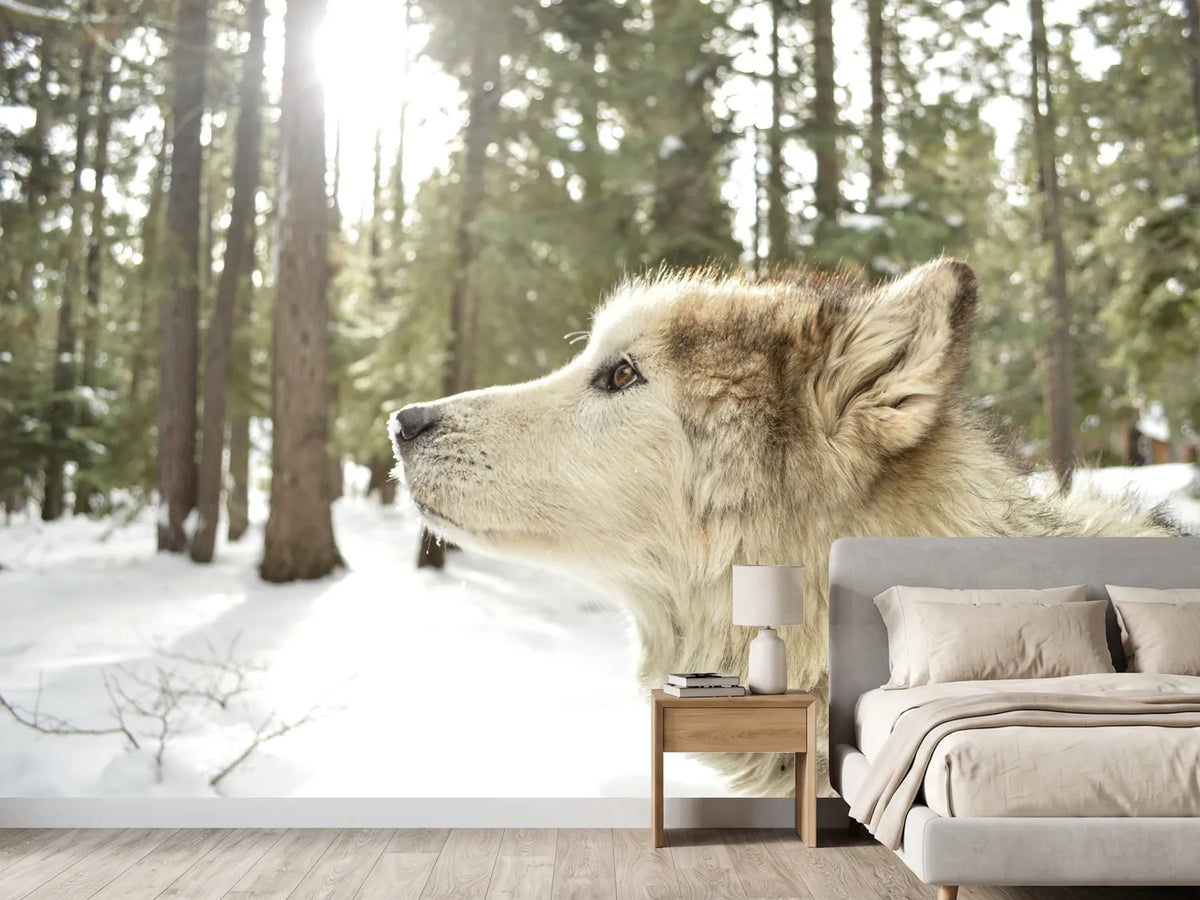 photo-wallpaper-the-alaskan-malamute