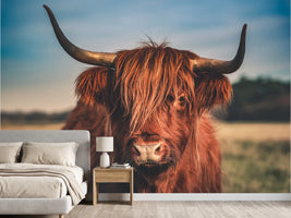 photo-wallpaper-highland-cattle-portrait-2