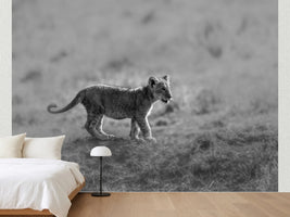 photo-wallpaper-baby-lion-cub-stroll