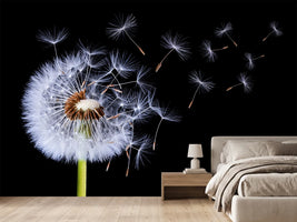 photo-wallpaper-dandelion-blowing