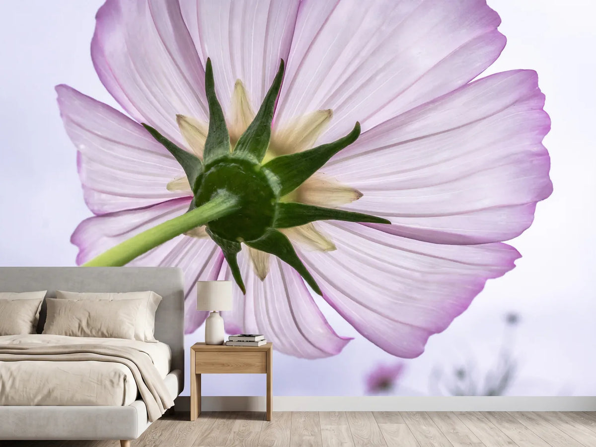 photo-wallpaper-the-cosmos-flower
