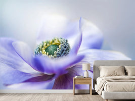 photo-wallpaper-anemone-de-caen-x