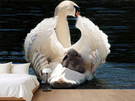 photo-wallpaper-mom-and-baby-swan