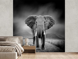 photo-wallpaper-black-and-white-image-of-a-elephant