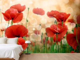 photo-wallpaper-the-poppy