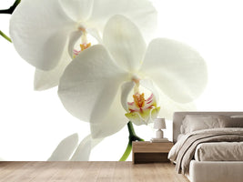 photo-wallpaper-orchids-bloom