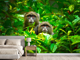 photo-wallpaper-blue-monkey-x