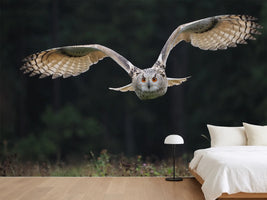 photo-wallpaper-the-owl