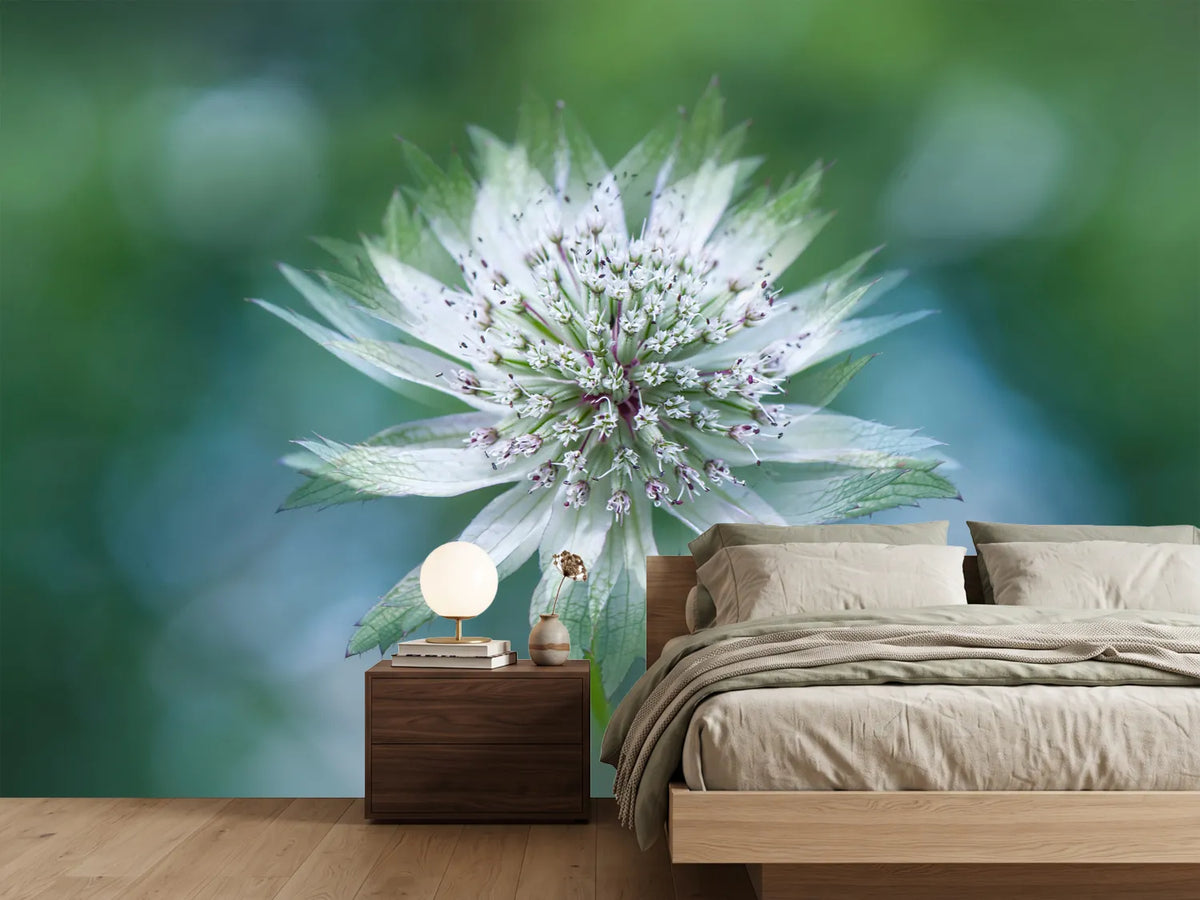 photo-wallpaper-astrantia-x
