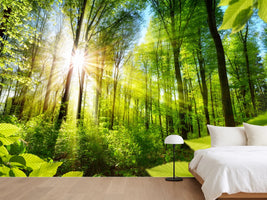 photo-wallpaper-sunlit-deciduous-trees-in-the-forest