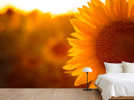photo-wallpaper-macro-sunflower