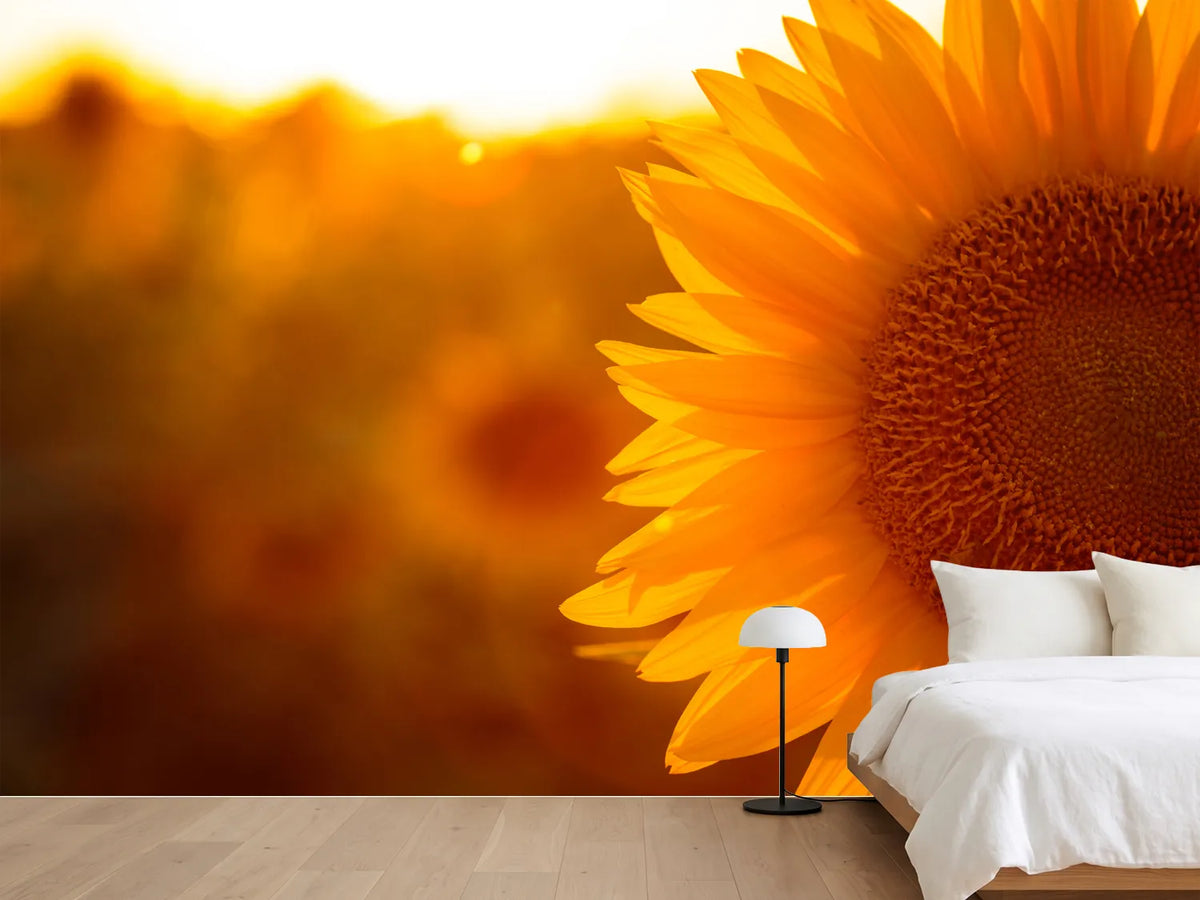 photo-wallpaper-macro-sunflower