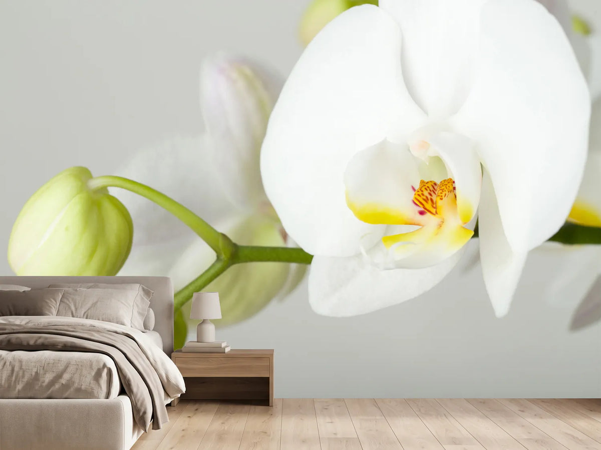 photo-wallpaper-giant-orchid