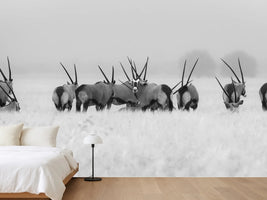 photo-wallpaper-oryx-in-the-rain-x