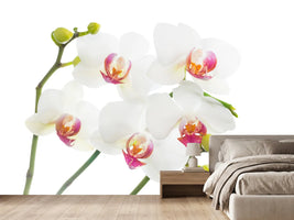 photo-wallpaper-orchids-love