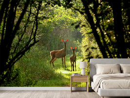 photo-wallpaper-white-tailed-deer-doe-and-fawn-near-city-park-in-wisconsin